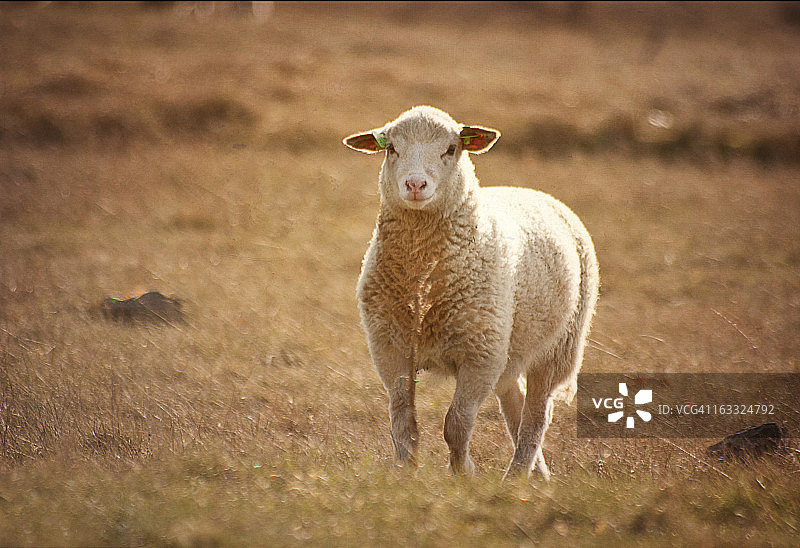 孤独的英雄图片素材