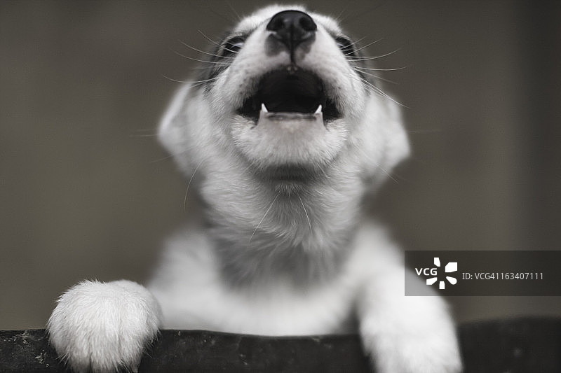 小哈士奇嚎叫图片素材