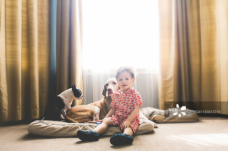 狗和板条箱图片素材