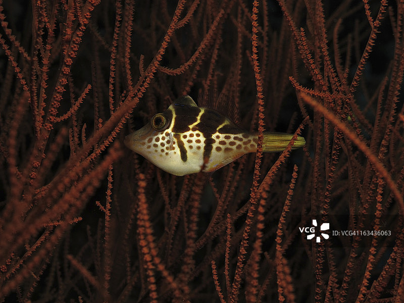 黑鞍河鲀图片素材