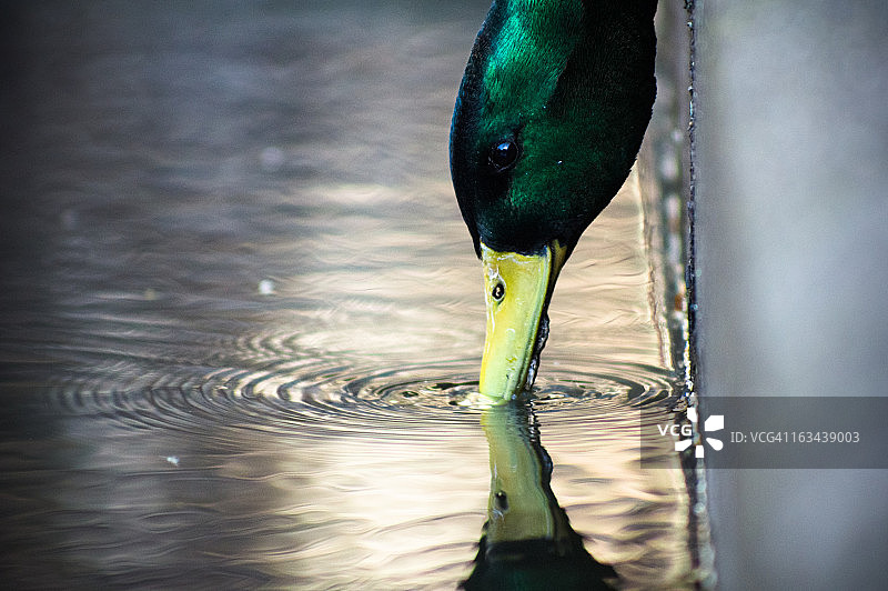 口渴的鸭子图片素材