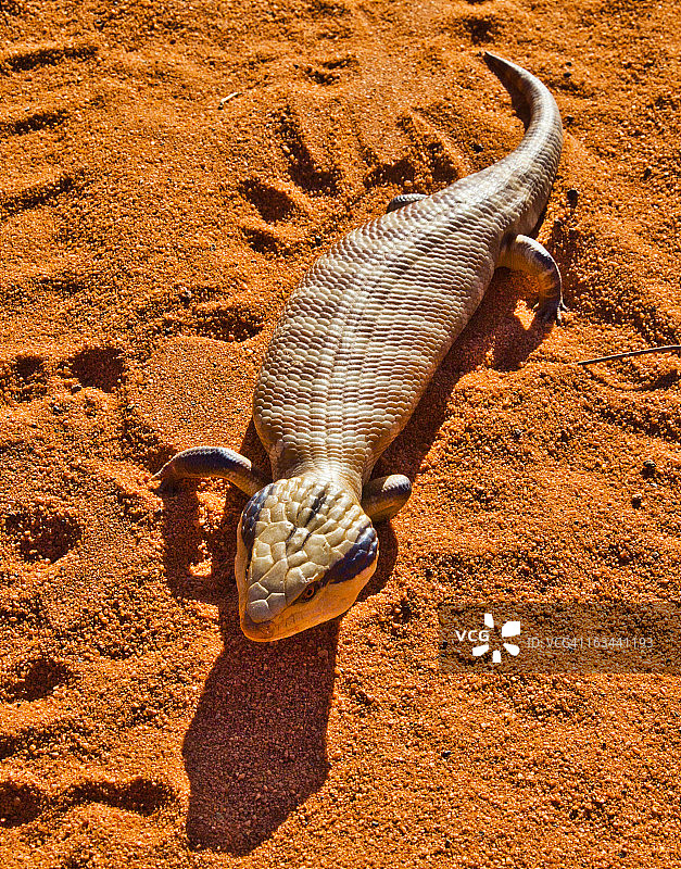 西部松果蜥图片素材