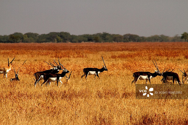 古吉拉特邦韦拉瓦达尔的黑羚图片素材