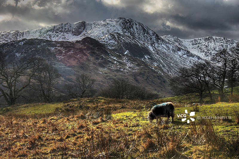 湖区赫德威克绵羊图片素材