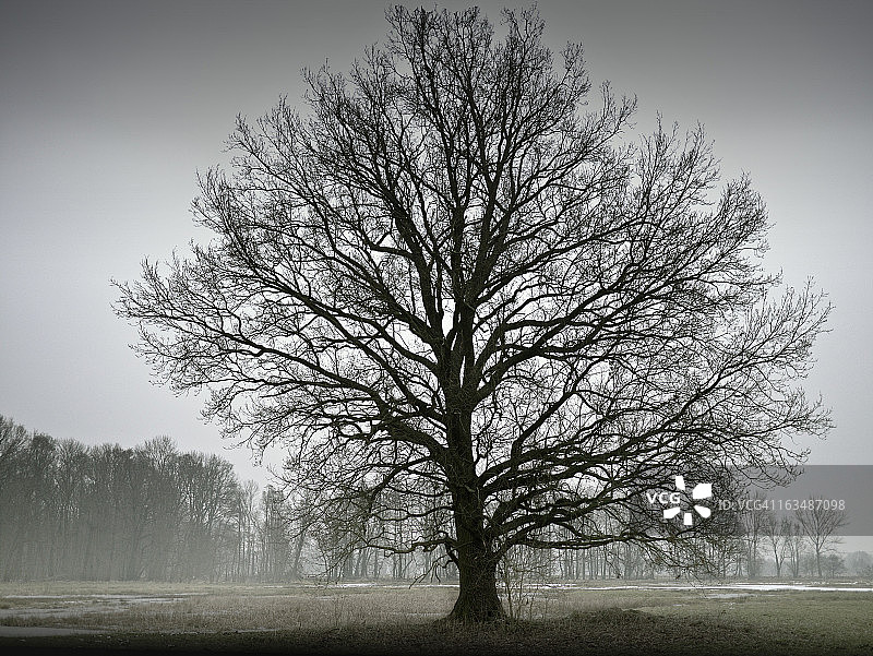 雾中的大树图片素材