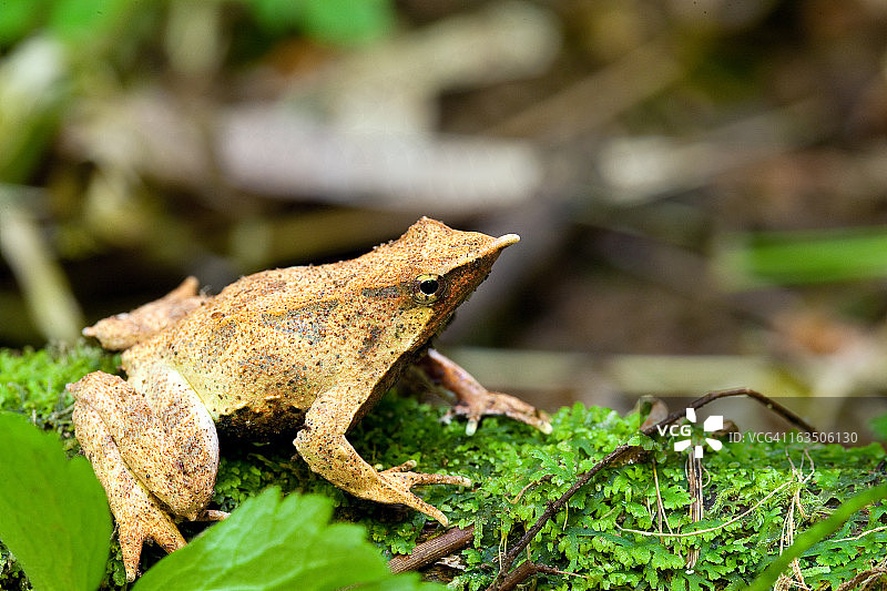 达尔文蛙图片素材