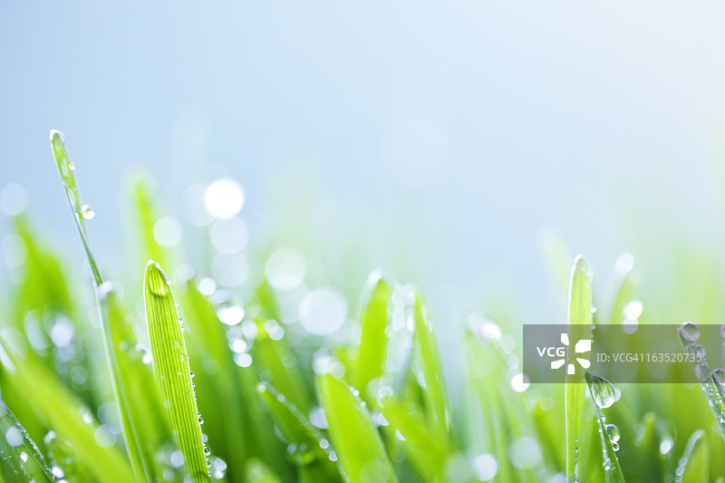 绿草的背景图片素材