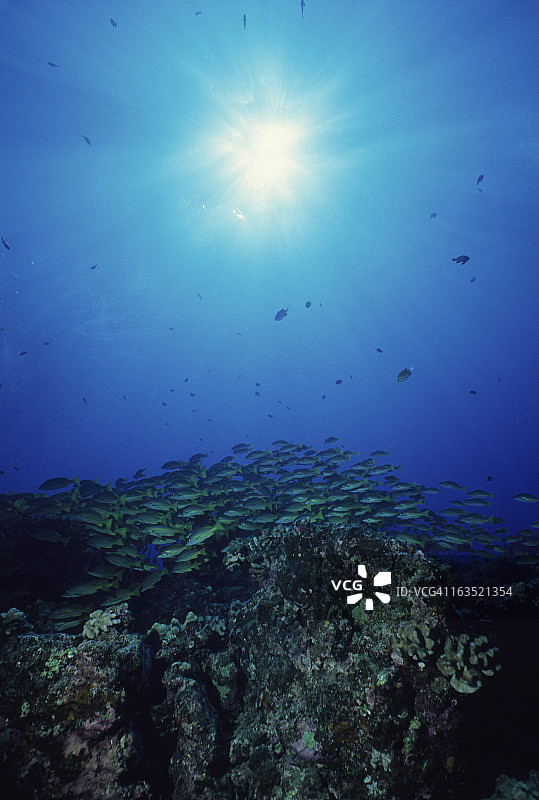 鲷鱼礁图片素材