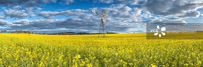 风车与油菜籽图片素材