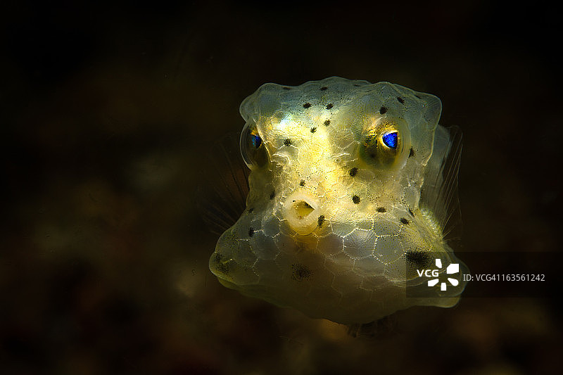 幼年箱鲀肖像图片素材