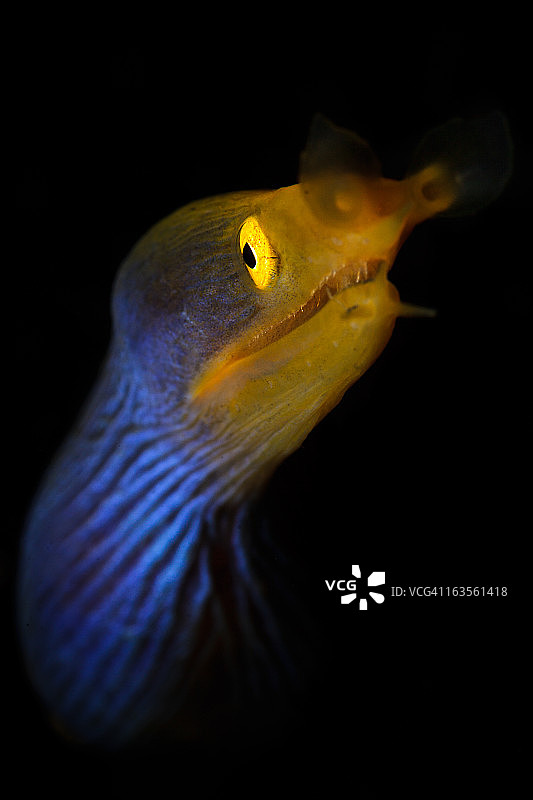 蓝丝带海鳝特写图片素材