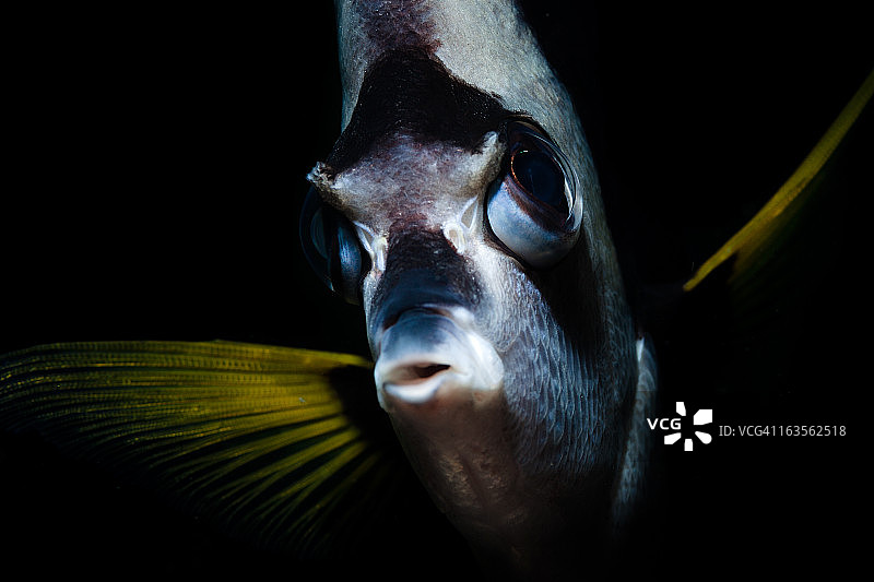 旗鱼肖像图片素材