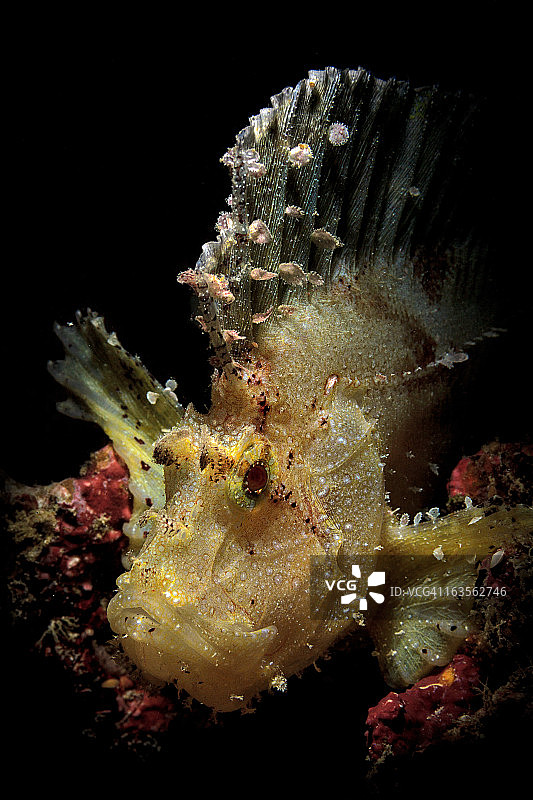 黄色叶子的蝎子鱼图片素材