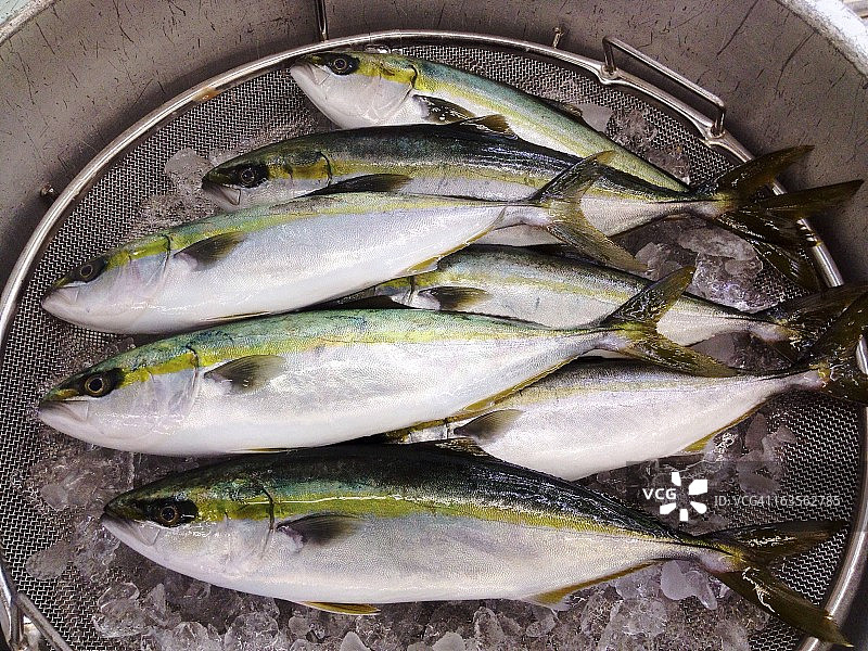 鰤鱼幼鱼图片素材