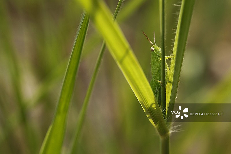 蚱蜢图片素材