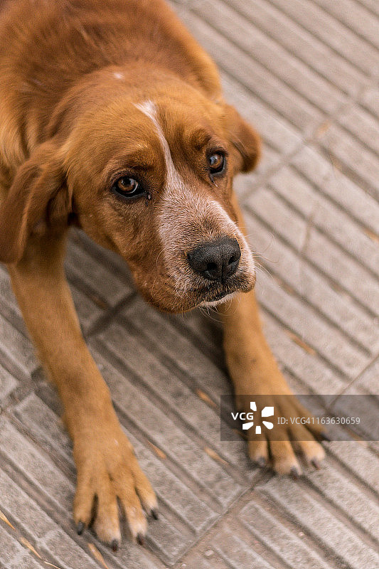 友好的狗图片素材