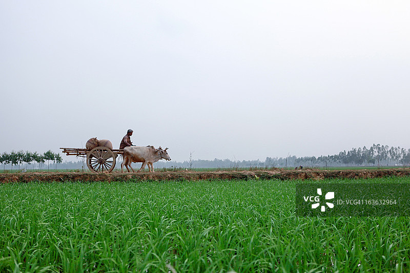 牛车图片素材