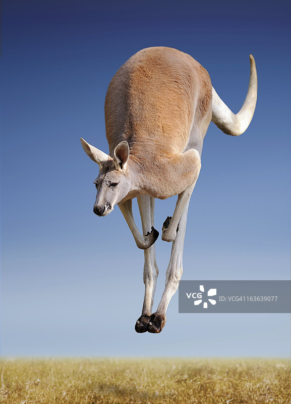 跳跃的红色袋鼠图片素材