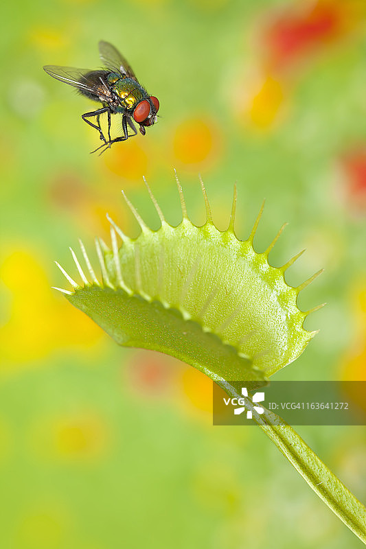 苍蝇被捕蝇草困住图片素材