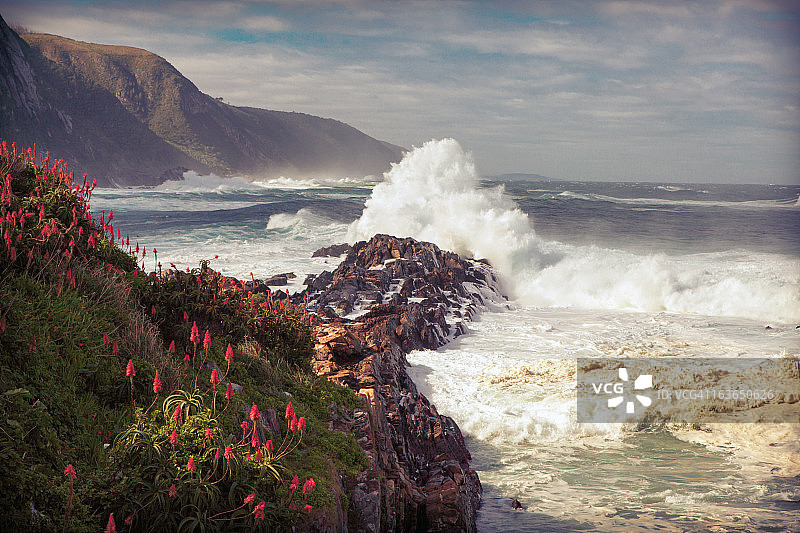 茨茨卡马国家公园盛开的红色芦荟，南非西开普省花园大道图片素材