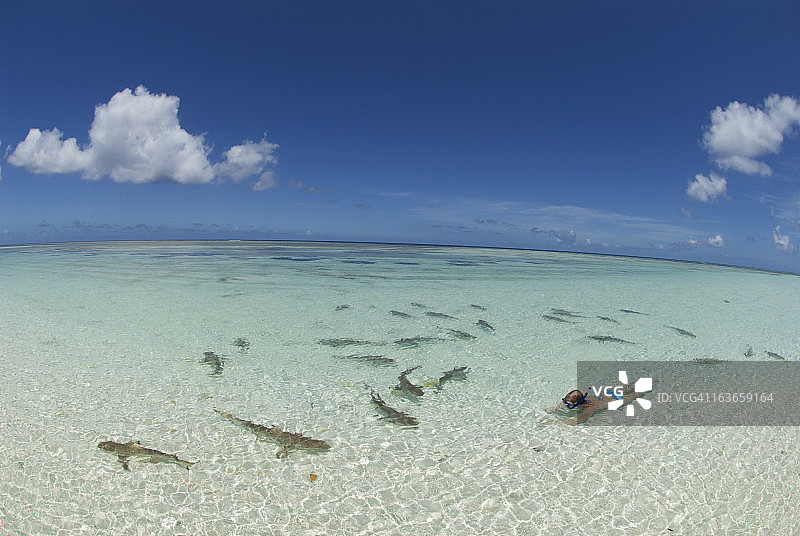 与鲨鱼一同浮潜图片素材