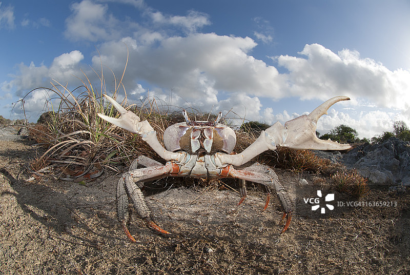 大型陆地蟹图片素材