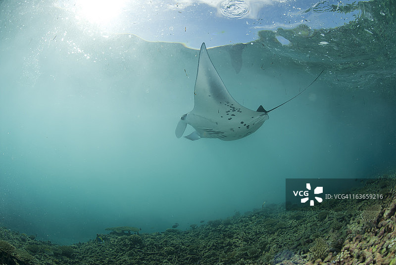 蝠鲼以浮游生物为食图片素材