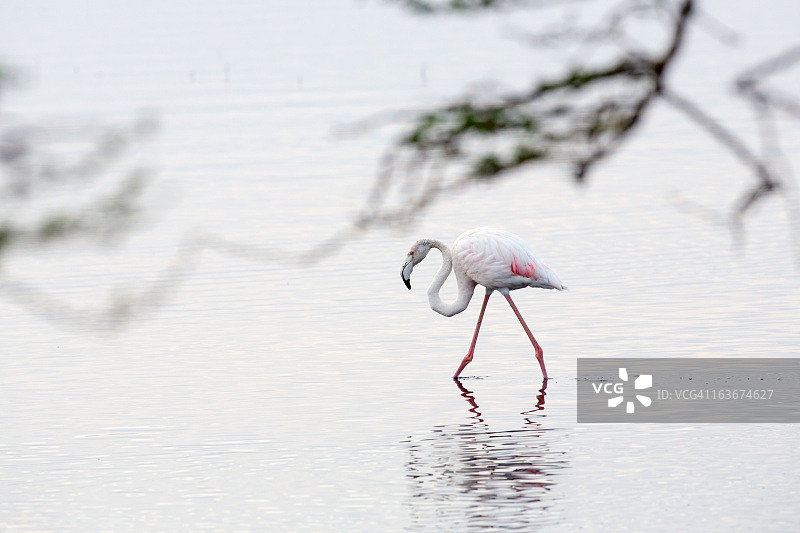 火烈鸟图片素材