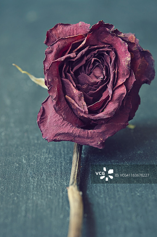 红色干玫瑰特写图片素材