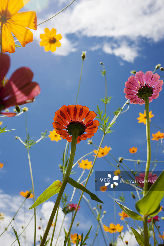 草地上美丽的野花图片素材
