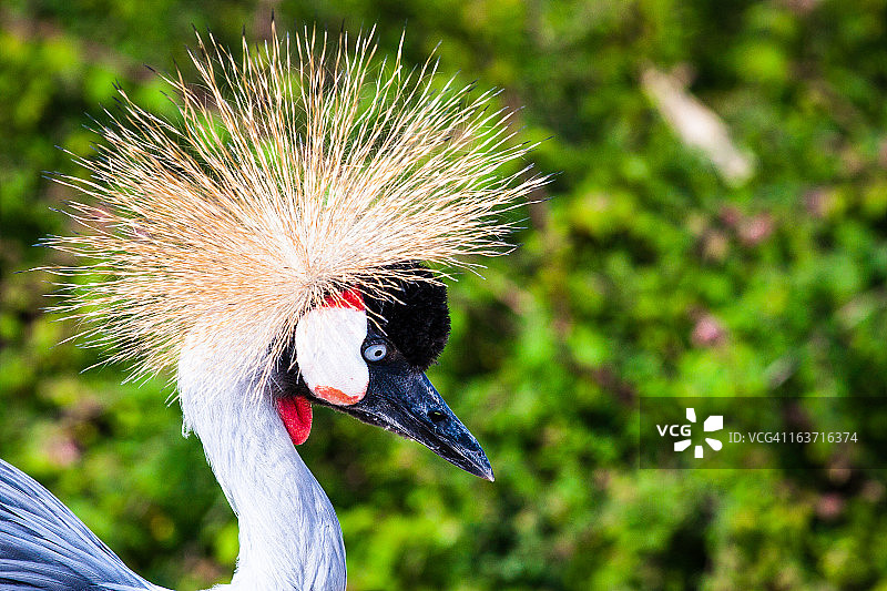 加冕起重机图片素材