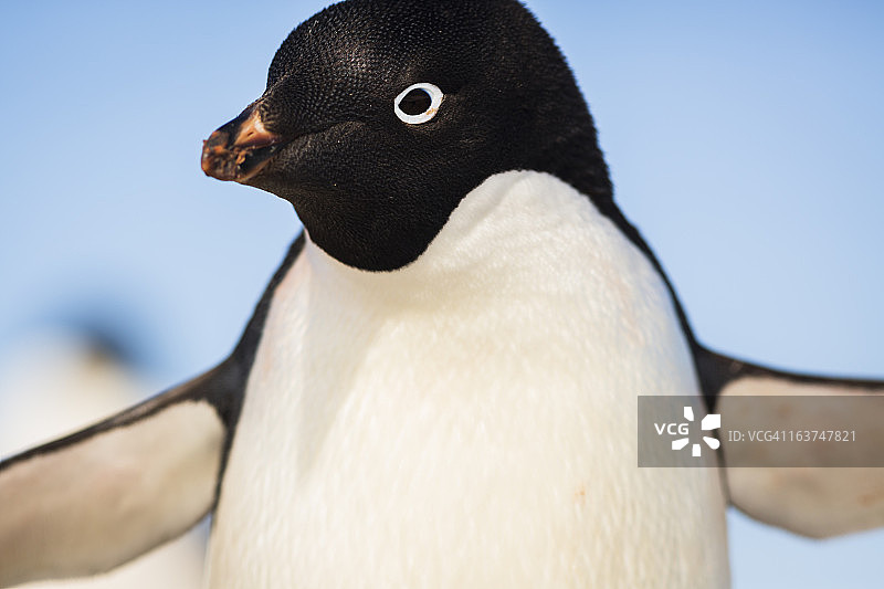 阿德利企鹅，亚洛尔群岛图片素材