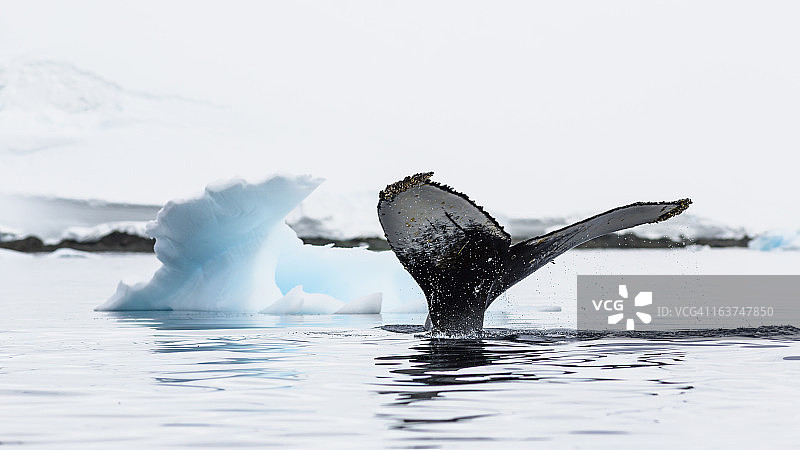 南极半岛的座头鲸尾叶图片素材