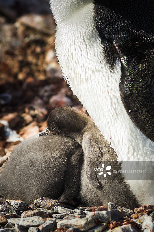 阿德利企鹅和幼崽，亚洛尔群岛图片素材