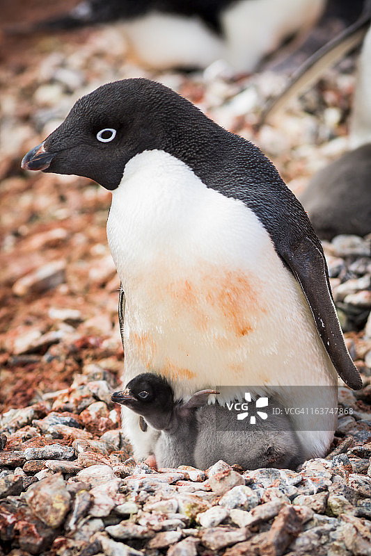 阿德利企鹅和幼崽，亚洛尔群岛图片素材