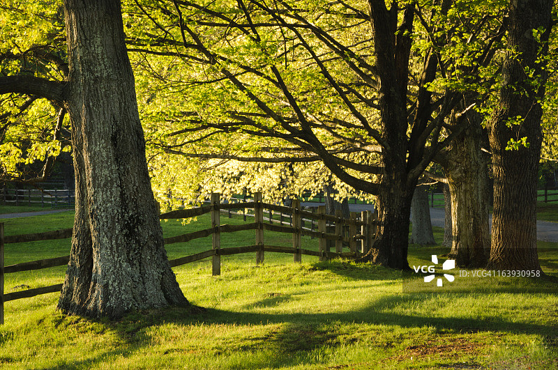 春季的栅栏和枫树图片素材
