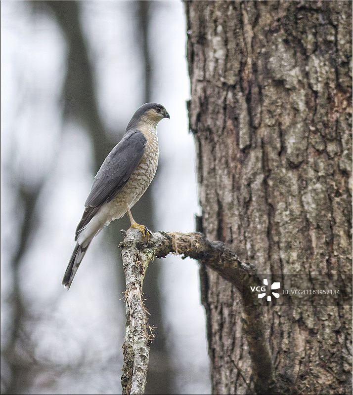 锐胫鹰图片素材