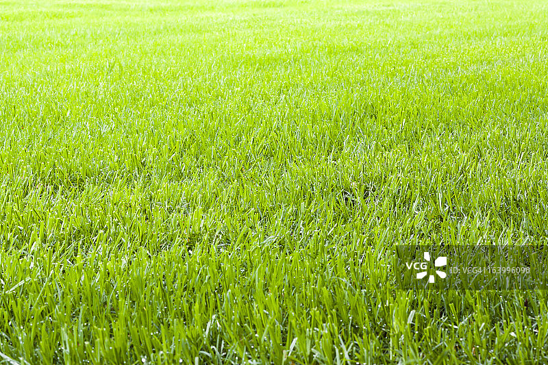 夏季绿色草地，留白区域图片素材