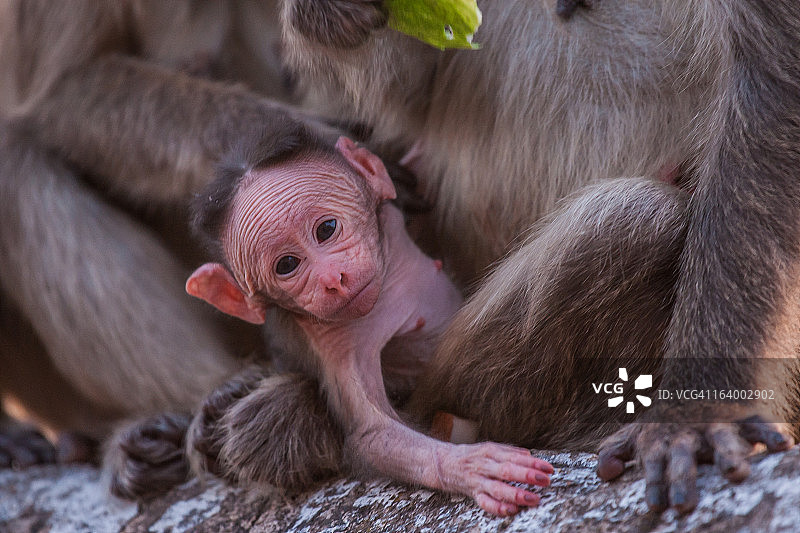婴猴图片素材