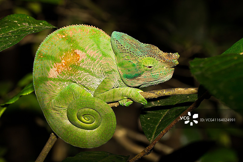 帕森变色龙图片素材