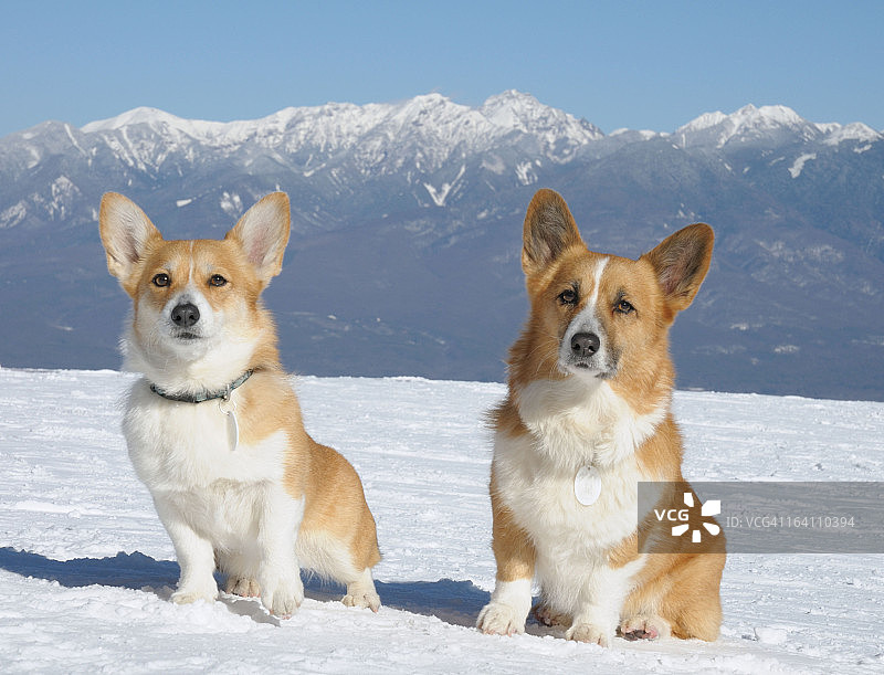 雪地上的柯基母女图片素材