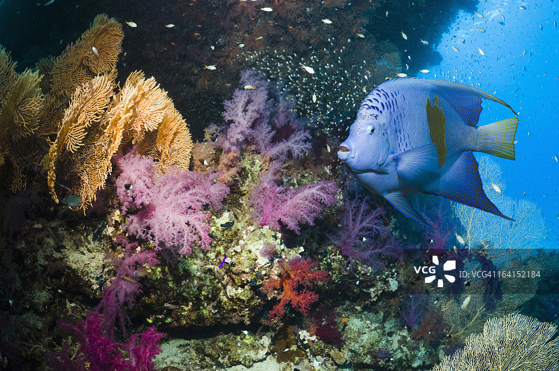 珊瑚礁风光图片素材