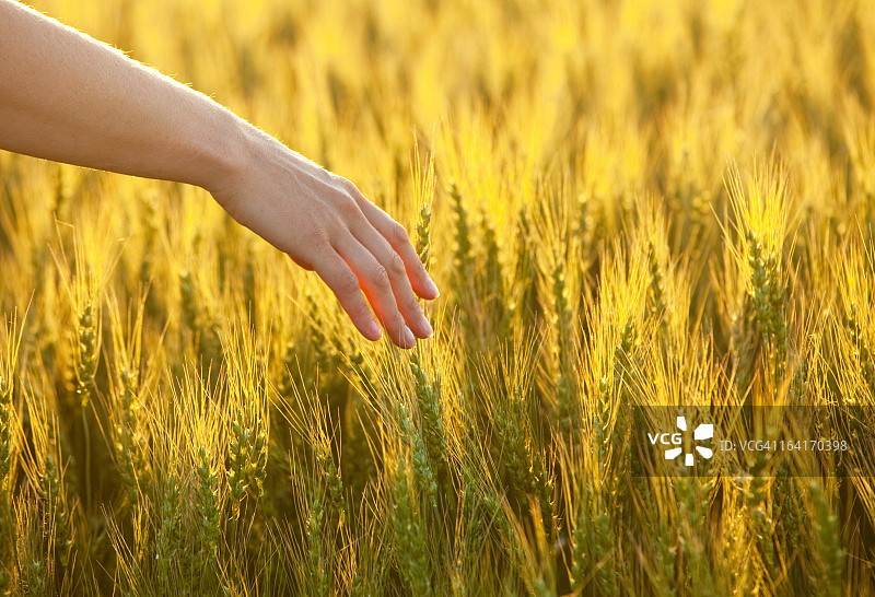 手拿金色小麦图片素材