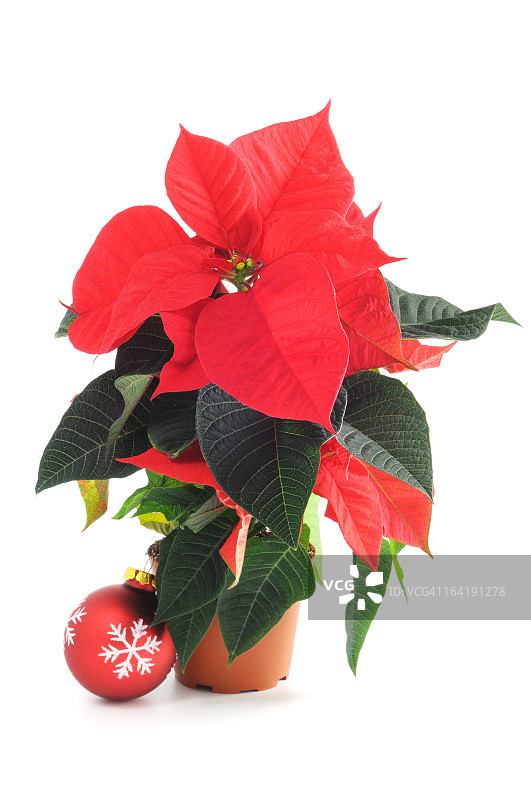 白色背景上孤立的圣诞球和一品红图片素材