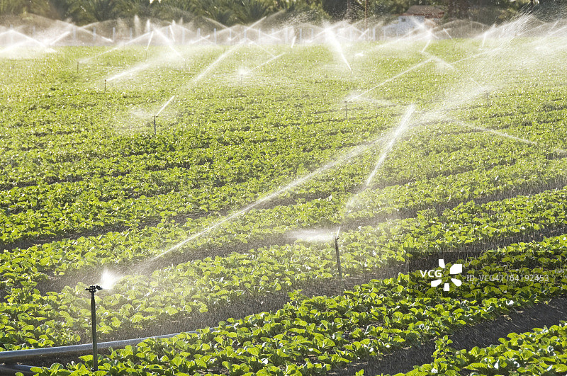清晨的叶菜作物灌溉图片素材