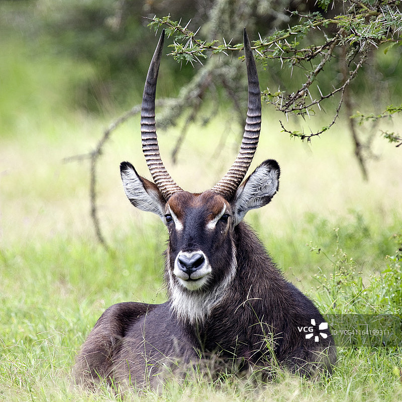 雄性德法萨水羚图片素材