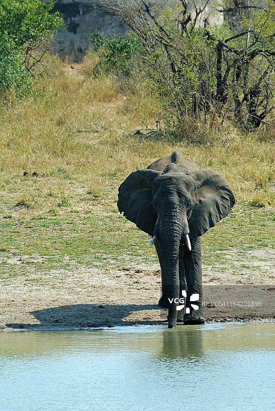 非洲象饮水图片素材