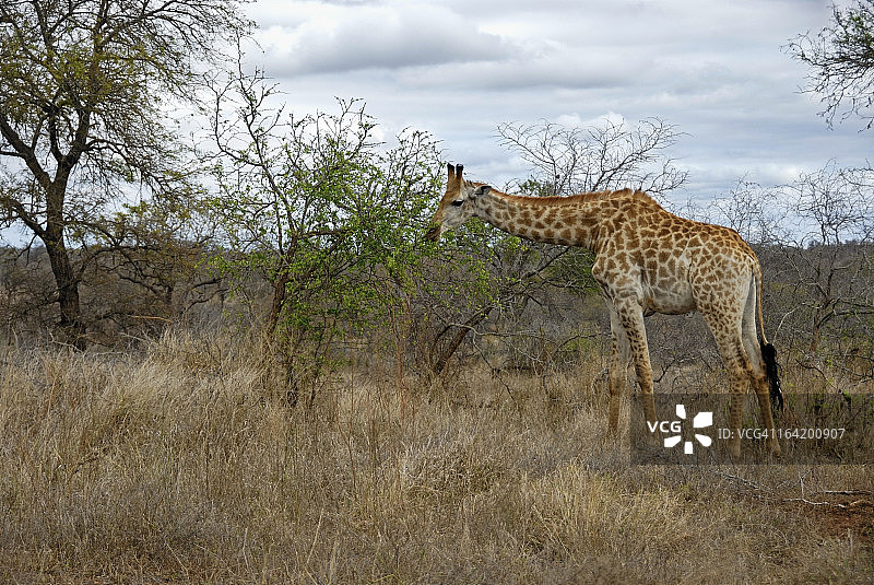 长颈鹿吃树叶图片素材