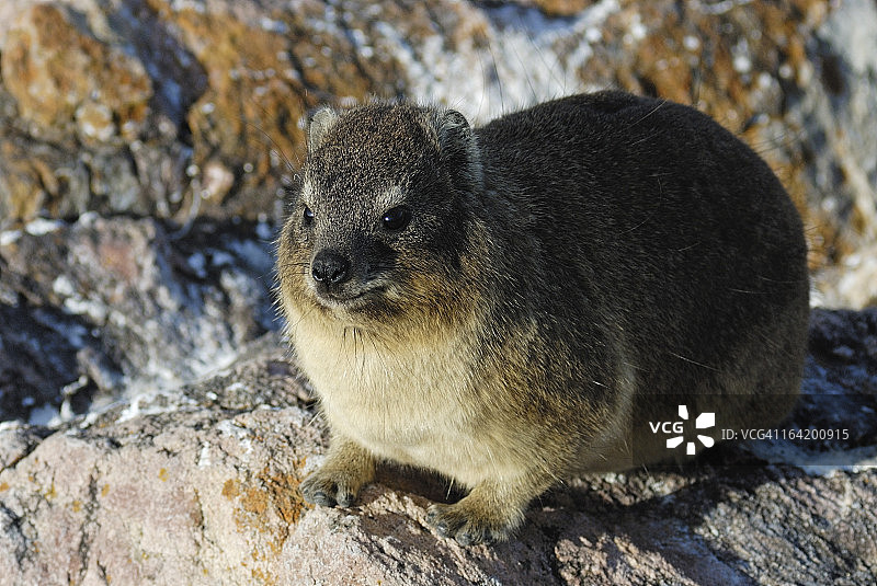 岩石上的蹄兔图片素材