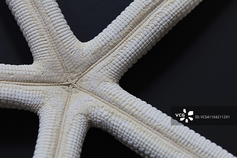 海星特写图片素材